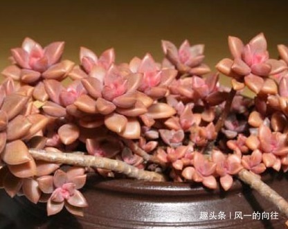 家养|家养姬胧月总是长不好学会这三个小技巧，轻松养的肥嘟嘟