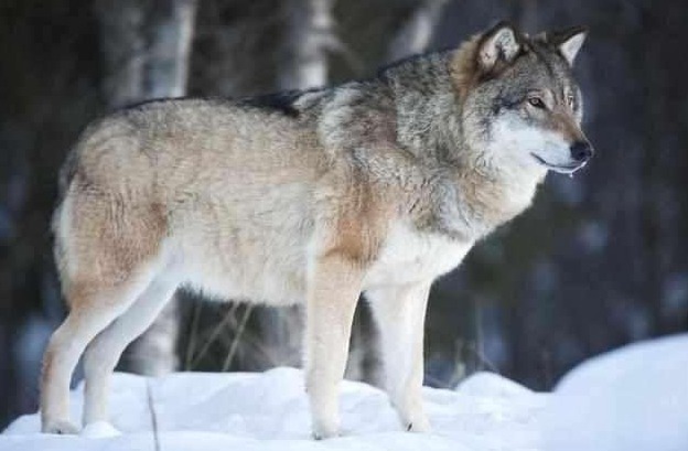 山洞|母狼送给猎户个婴儿，猎户好心抚养20年，婴儿长大后发大财