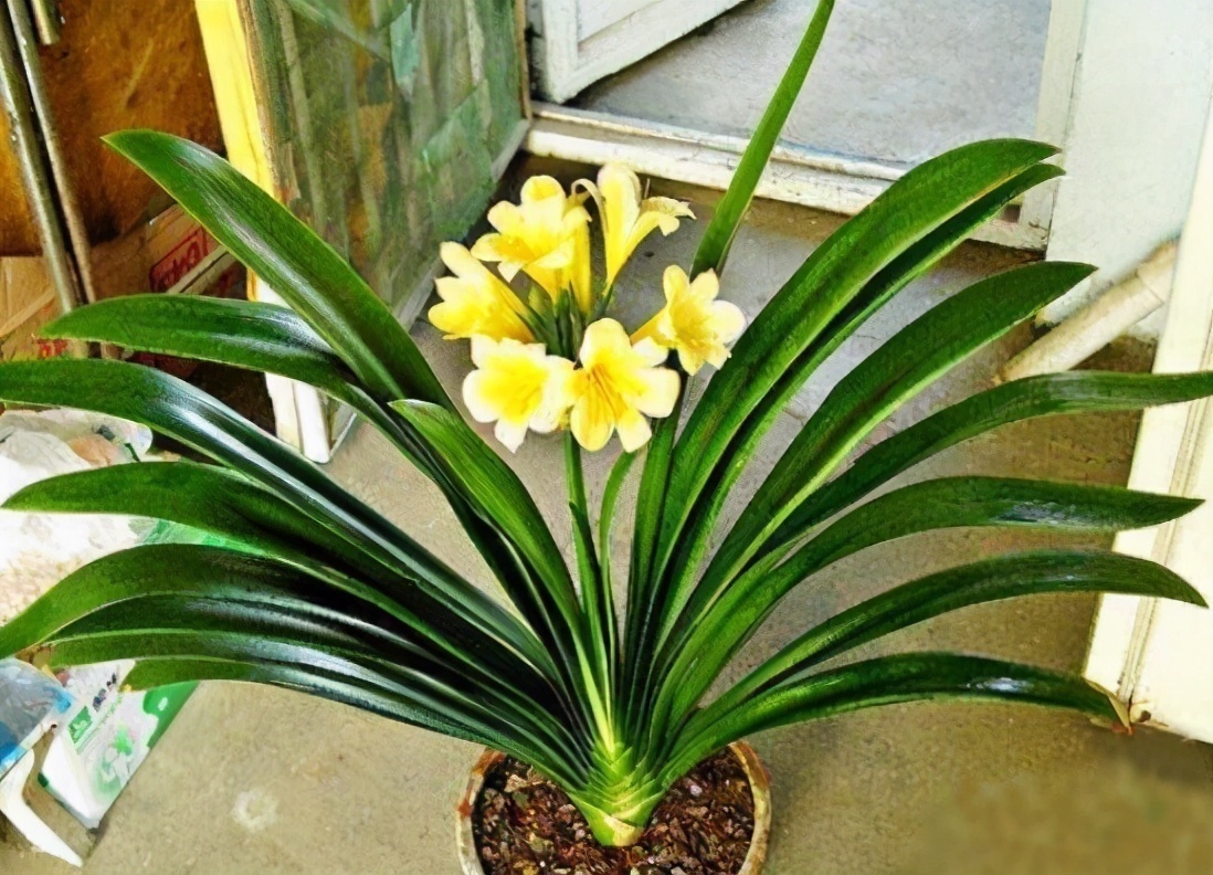 君子兰有“四爱”知道么这是养好它的关键,也能轻松养开花