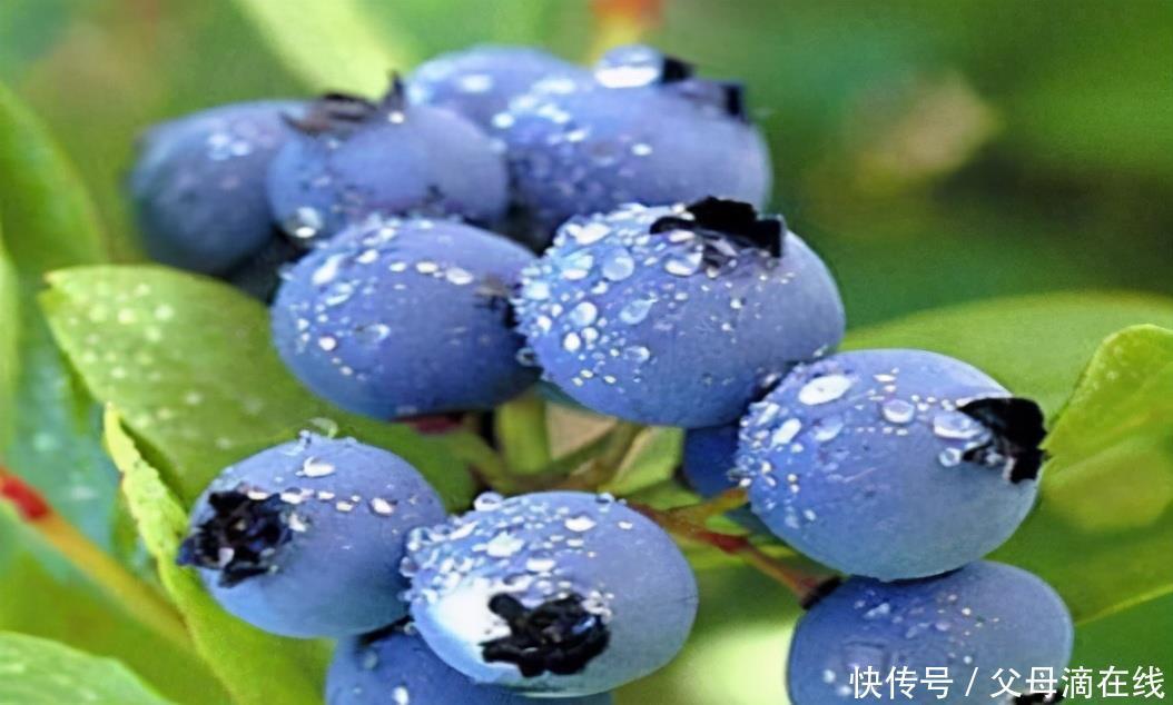聪明的人爱吃3种食物,补血养气、延年益寿,只要几块钱!