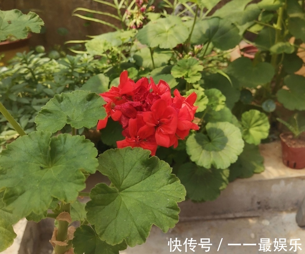 院子里养4种花，开花锦簇，烂漫多姿，美的像花园