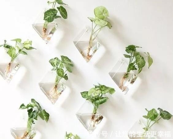 这些旧物都可以挂墙上养花,比挂画还好看呢,5种变废为宝创意!