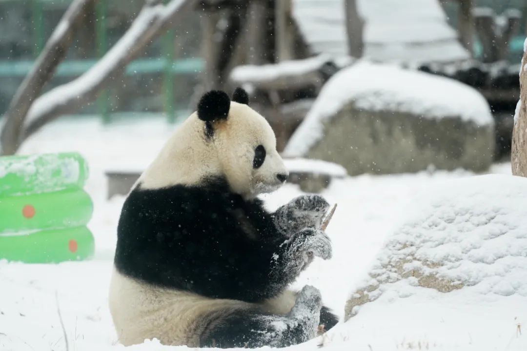 维生素c|今日大雪，读什么诗更浪漫？熬什么汤更养生？