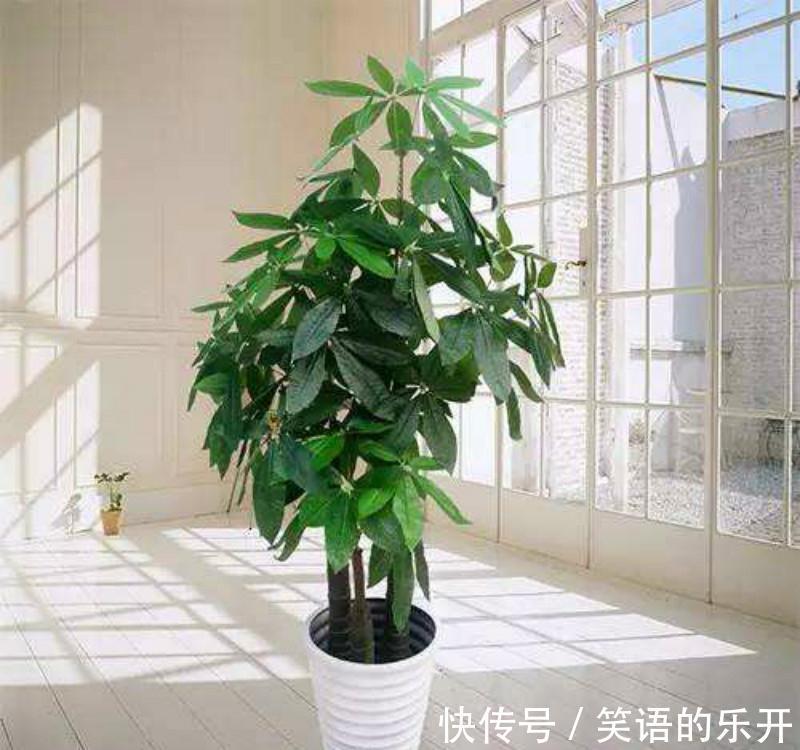 3种花少浇水,不浇长的旺,一浇就烂根