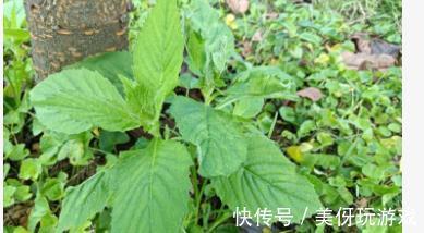 胡罗卜素|很多人瞧不上的野菜，却是“清肠高手”，能瘦肚子，排毒还养颜