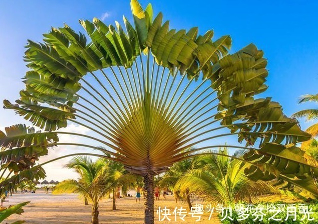 这植物是沙漠中的给水站,人称“沙漠甘泉”,叶子似芭蕉扇很好看