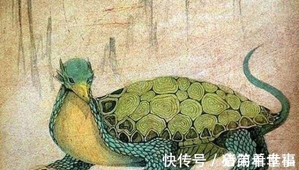 龟壳#古墓发现神秘龟壳，这是美洲的地平龟，《山海经》再次被证实