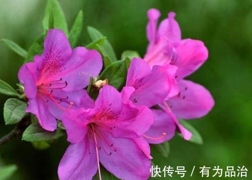 养花就养此4种，漂亮不输牡丹，四季开花，很值得拥有