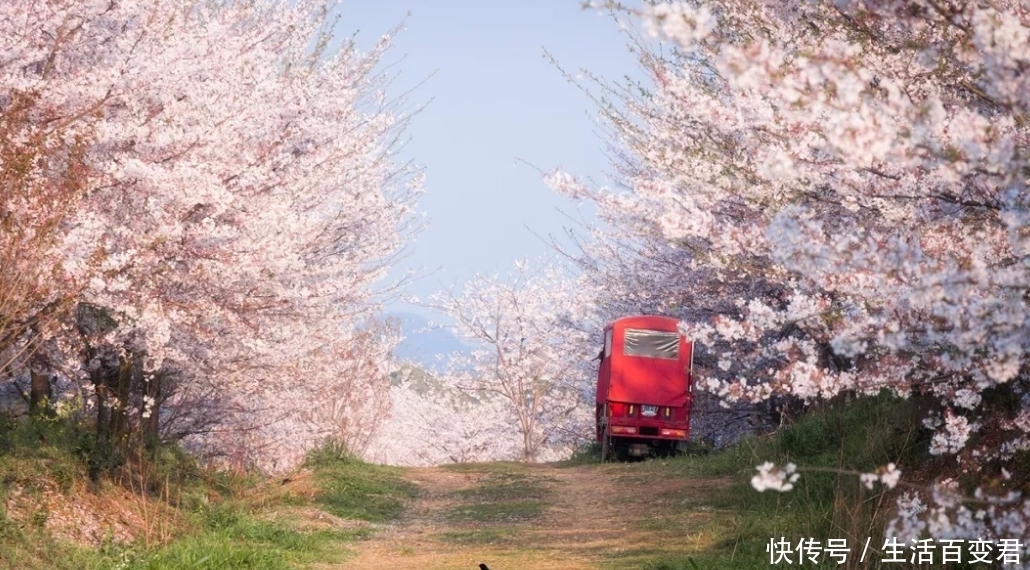 成都隔壁樱花开啦：70多万株，世界最大樱花基地，免费看！