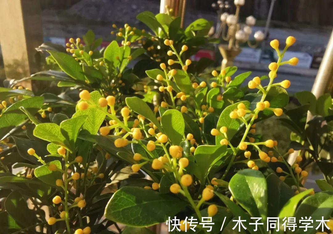 7种花，立秋后换盆，秋冬才能越养越好