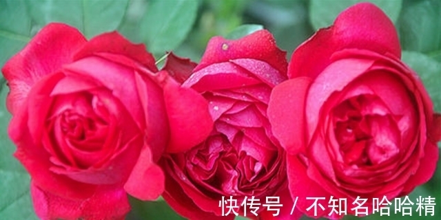 月季|被淘汰掉的藤本月季,听起来很经典,实际是鸡肋