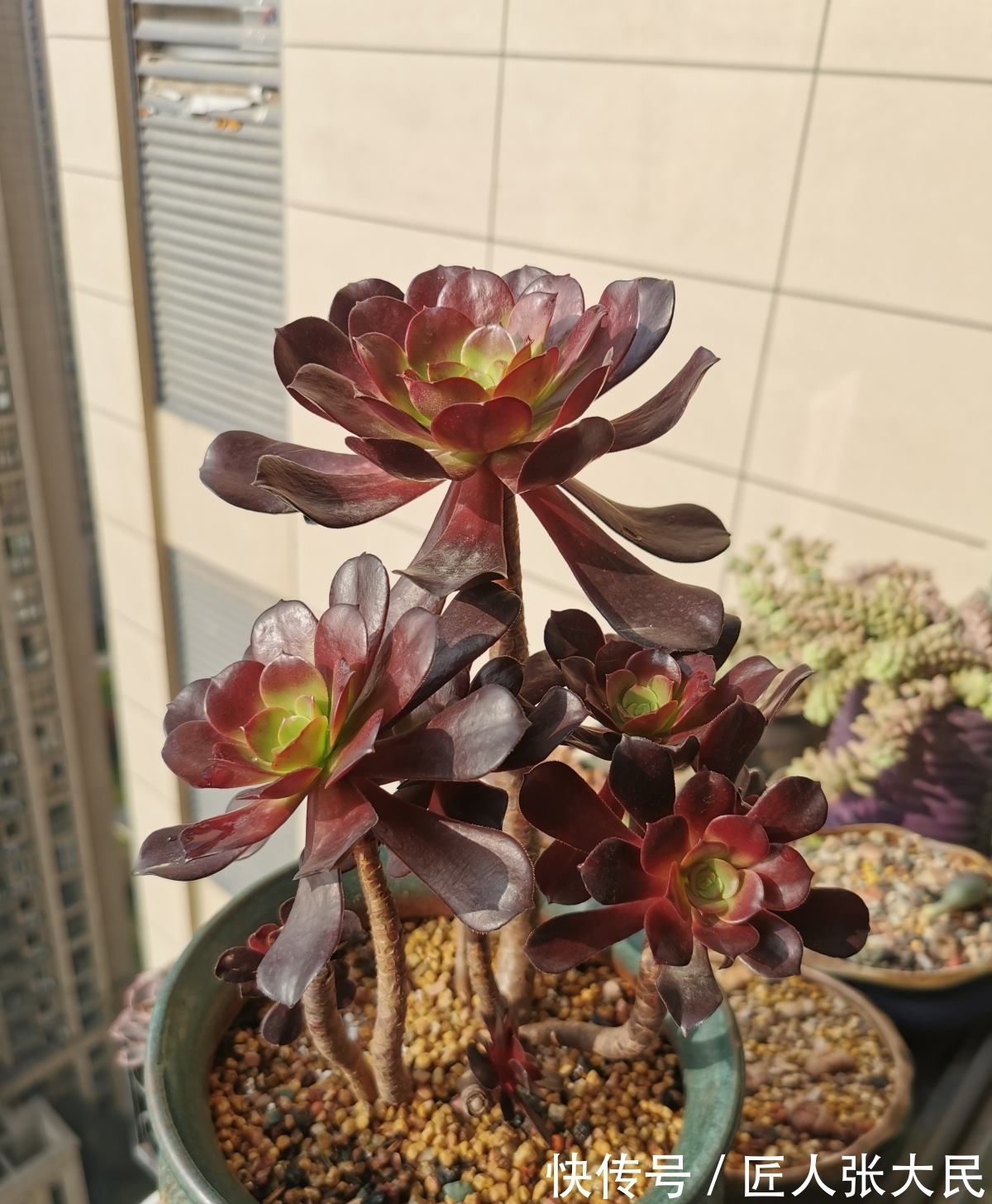 钱串子|19种多肉，花市买来像白捡，离流行趋势更近了