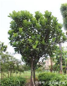 路边遇到4种花，别放过，掰个枝子长一盆！观叶赏花又好吃