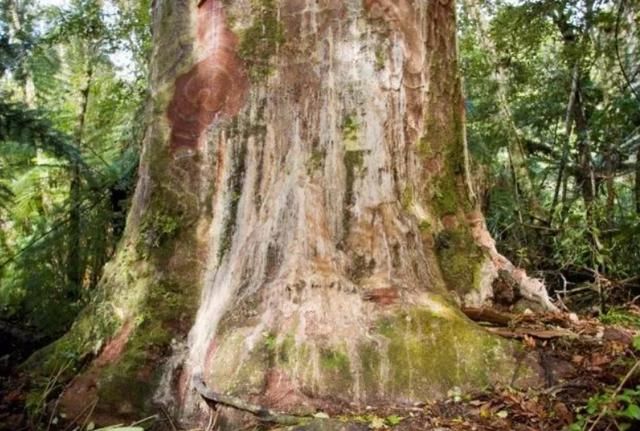 地球上5棵超大树木：美国一棵红杉重2800吨，我国这棵独占8.6亩地