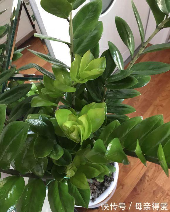 8种“漂亮花”别晒大太阳，一晒就耷拉，客厅不见光，养成绿森林