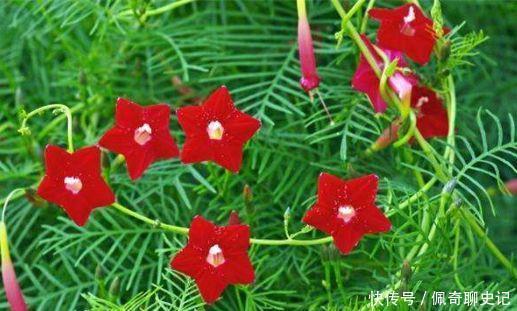 开花最香的4种花,家里养一盆,随便一养成花海