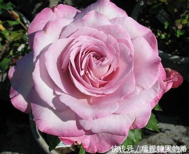 20款紫色月季品种。浓香、抗病非常好养,天然紫色唯美盛开