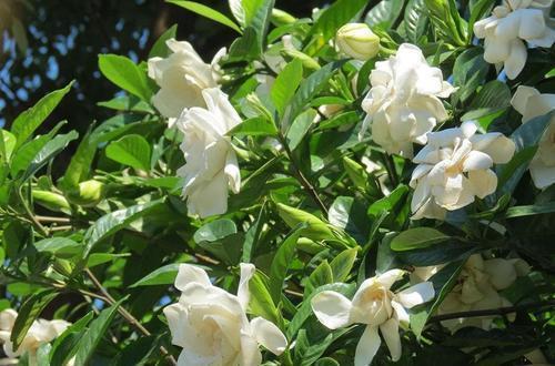 浓郁|夏天养栀子花，掌握5点，开花一茬接一茬，香味更浓郁