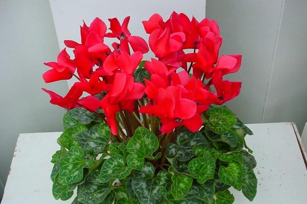 植物|三种花,春天正好养,买回家几天就能盛开