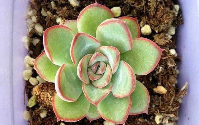 多肉植物换盆以后不生长,几点原因告诉你,很快恢复出状态!