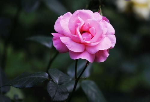 月季在春季疯长花苞的时候，最怕遇到这2种虫子，发现了赶紧用药