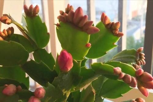 外边买的蟹爪兰花苞特别多有时一个叶片上就有五六个,商家是怎么做到的?