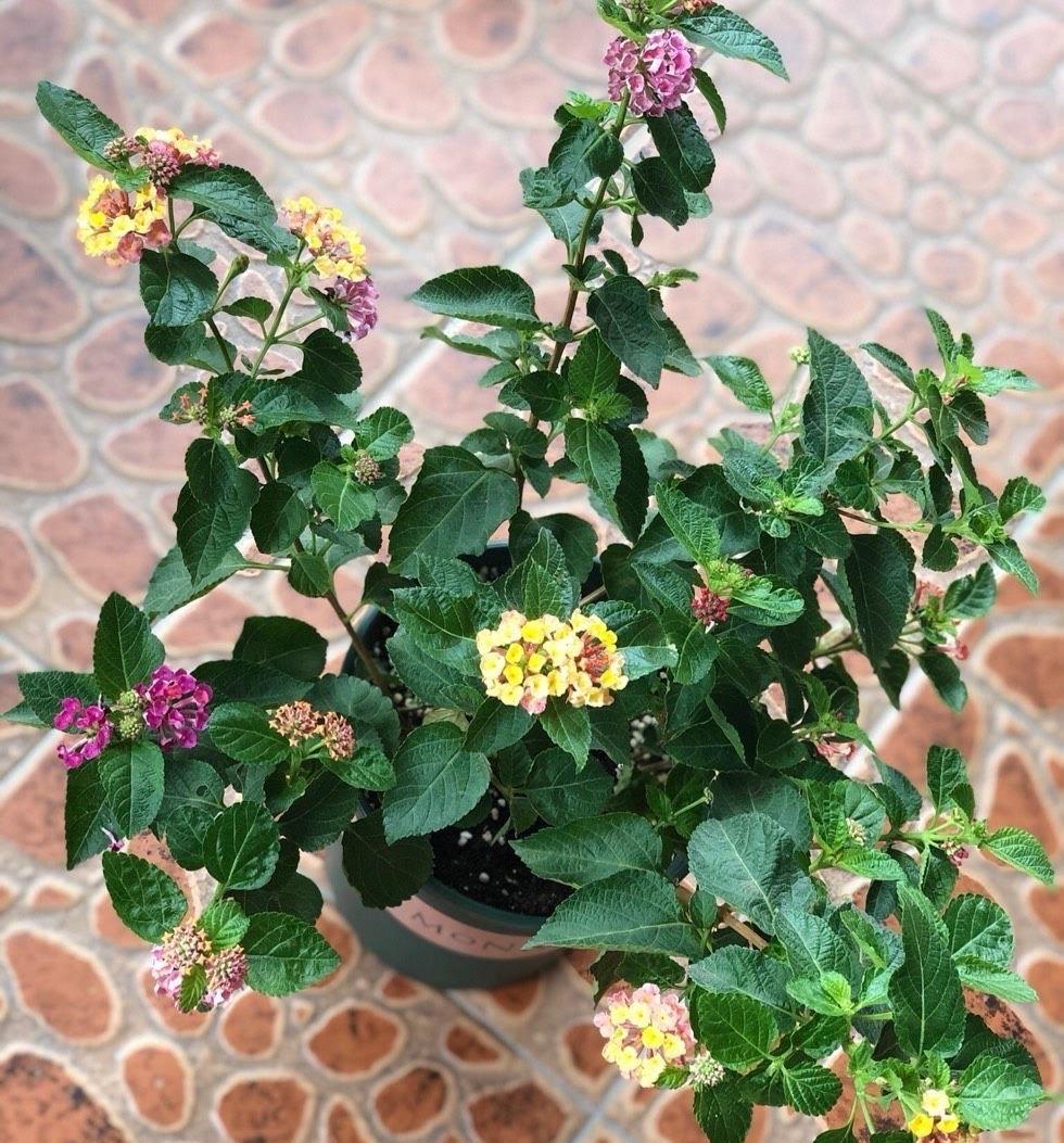 机器|它是名副其实的“开花机器”,易扦插花色美,一年开花好几茬