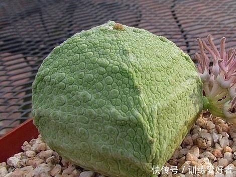 5种少见的多肉品种,个顶个的价格贵,不是多肉爱好者见都没见过!