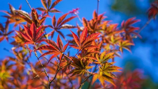 秋色|粉黛浪漫、芙蓉温柔，去公园追一场绝美秋色