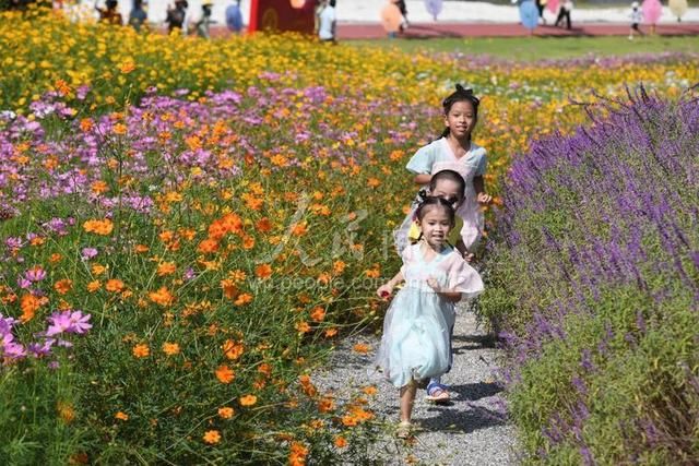 宜丰|江西宜丰：乡村花海引客来