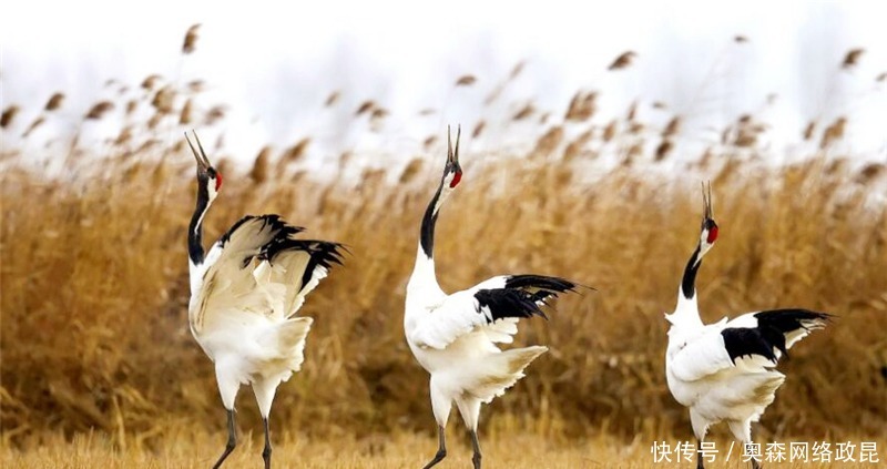 美国的国鸟是鹰,日本的是绿雉,中国的国鸟