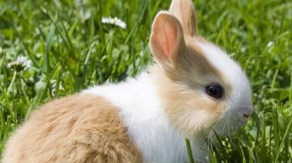 多财多福|“兔兔兔”出生在哪一年最好命这几年出生的生肖兔，命里多金