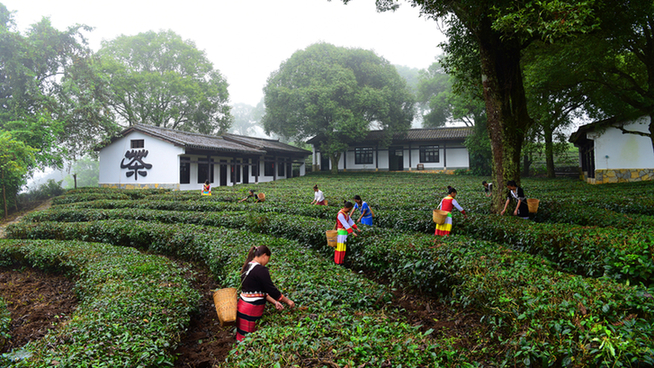 普洱市 普洱:“象”见恨晚的地方