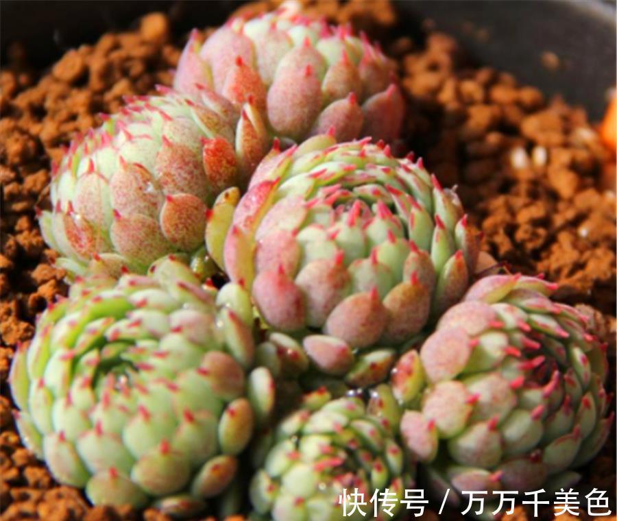 红衣|多肉小红衣夏季黑腐如何预防?做好4个点,鲜红明亮饱满健康