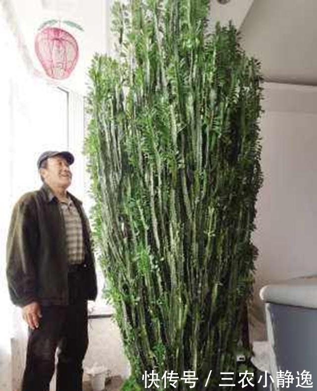 家里养花“讲究大”,2种花“镇宅”, 2种花旺家,要养起来