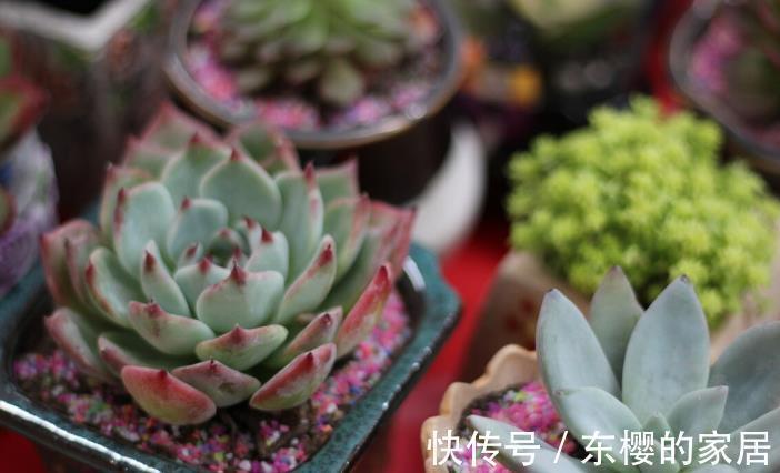 根系|花草换盆旺季来临,学会“三看三观察”,换盆就是小菜一碟