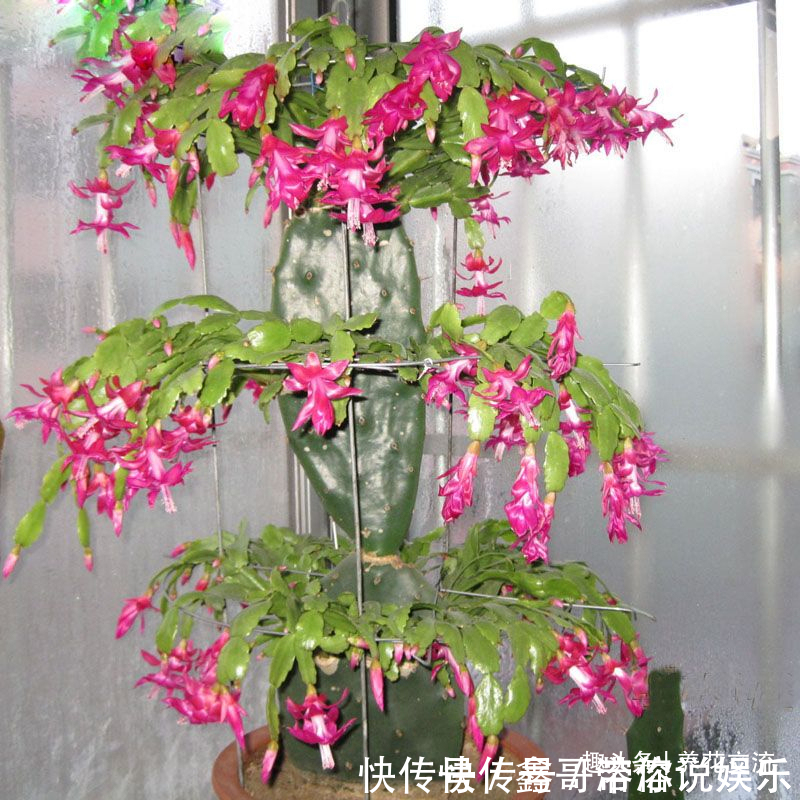 花苞|养盆栽蟹爪兰掌握10点就足够，看完就知道为啥叶子干瘪、不开花