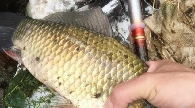 野钓最容易爆护的钓法，下钩几分钟就上鱼，没五年野钓经验玩不动