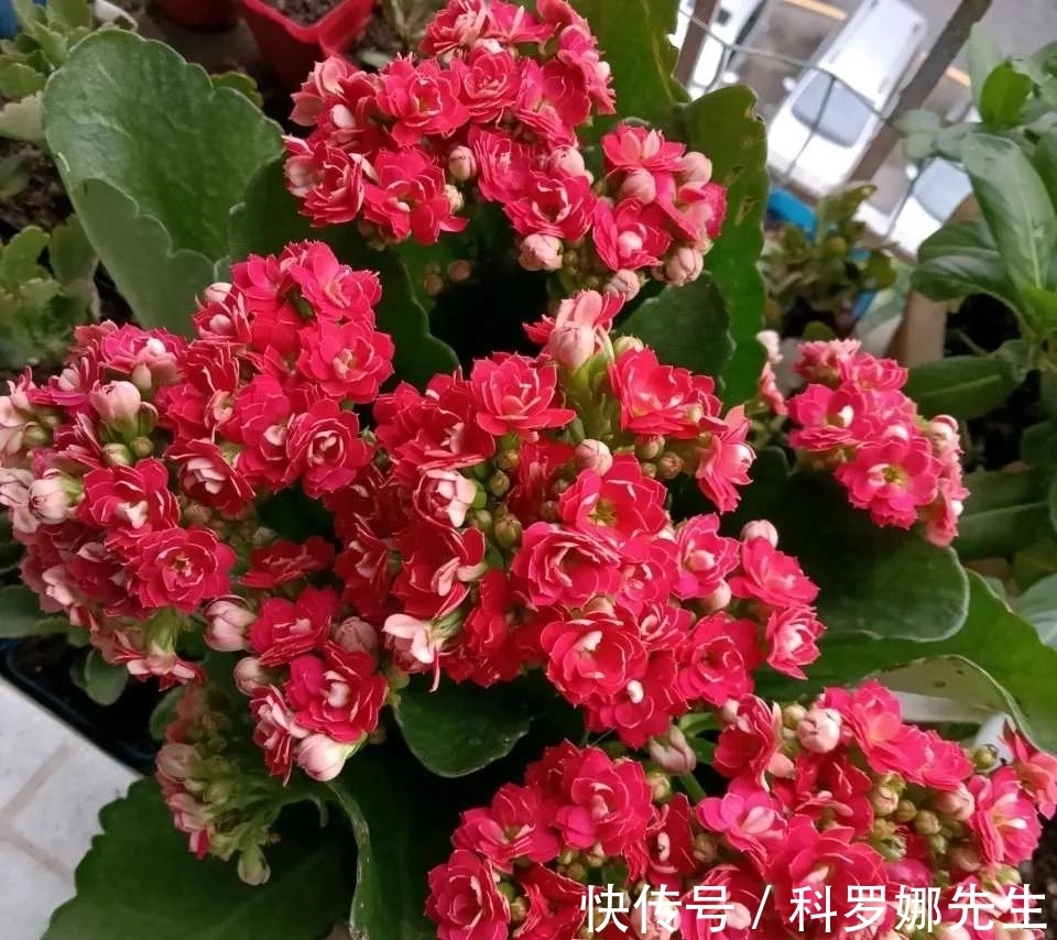 叶绿花繁|养长寿花,这4点很重要,做好了,叶绿花繁!