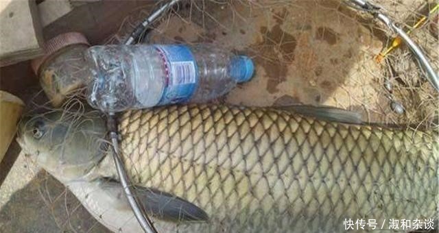 南瓜花|常见的南瓜，怎么就成了钓鱼的“宝”，老钓友：知道越多越放不下