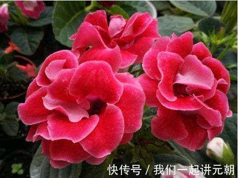 4种花漂亮又好养,花姿妖娆,开花大又香,开出一片花海