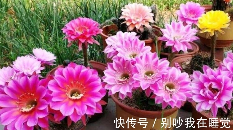 几种花是懒人的最爱,有阳光就爆盆,给点水就疯长,太好养