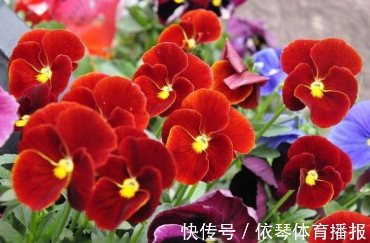 这些小植物,家里随便养一盆,花美色艳,花苞芳香怡人,观赏性强