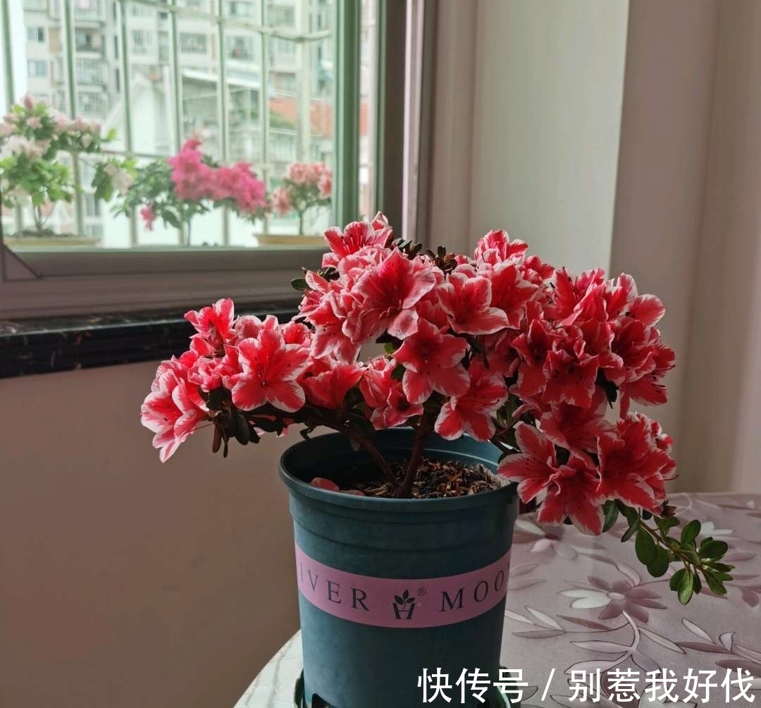 花苞|茶花、栀子花、杜鹃花，最爱掉苞黄叶，教你一招解决！