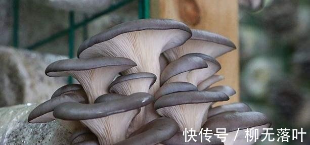 才知道,这5种蔬菜焯水后才能吃,幸亏知道得早,赶紧告诉家里人!