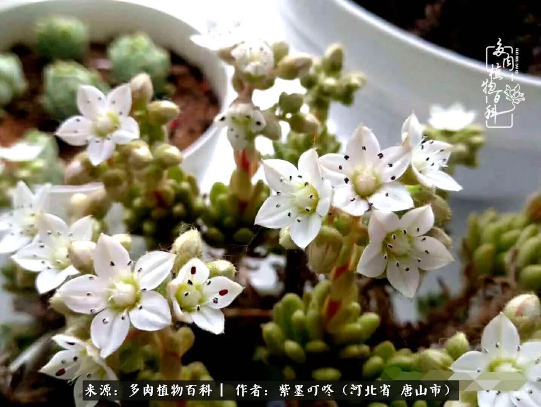 疗愈|从平凡中寻找美感,从噪杂中寻找宁静——多肉给予我的心灵疗愈!