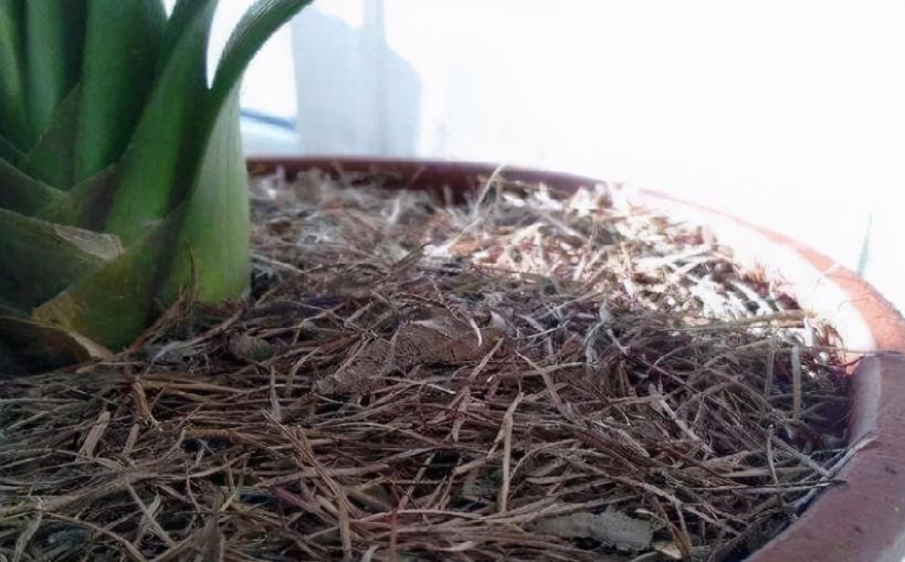 发酵|养花“法宝”松针该怎么用?单独使,加工后用,谨记这些准没错