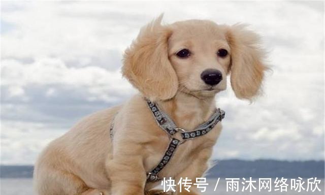 御狗|皇帝也爱犬，真正的“人不如狗”，看雍正与慈禧如何撸狗