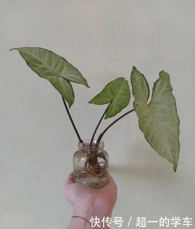 卫生间里少不了8种植物,水培土培都可以,阴凉潮湿处容易养好!