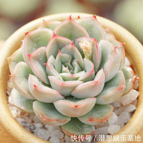 长寿花|这些花适合“穷养”,大花盆长不好开花少,很多新手都混淆了
